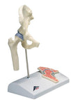 3B Scientific Anatomical Model - mini hip joint with cross section of bone on base - Includes 3B Smart Anatomy