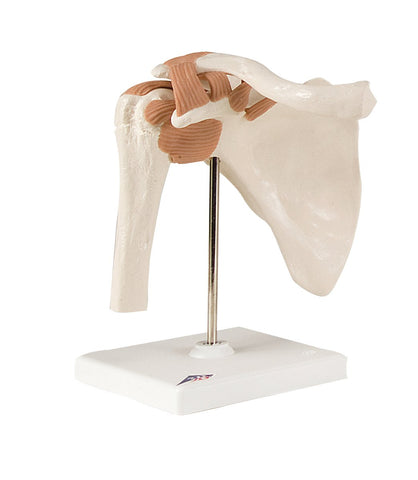 Anatomical Model - functional shoulder joint