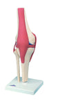 Anatomical Model - functional knee joint, deluxe