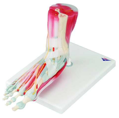 Anatomical Model - foot skeleton with removable ligaments & muscles, 6-part