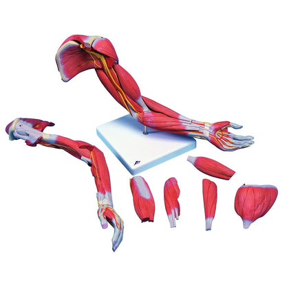 Anatomical Model - Deluxe muscular arm 6-part