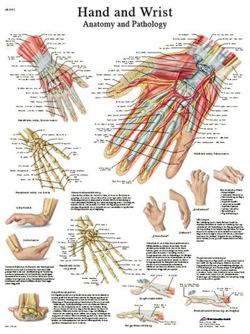 Anatomical Chart - hand & wrist, sticky back