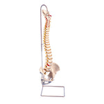 Anatomical model: flexible spine with stand